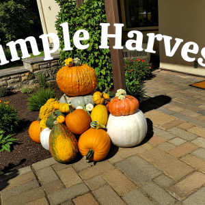 Simple Harvest