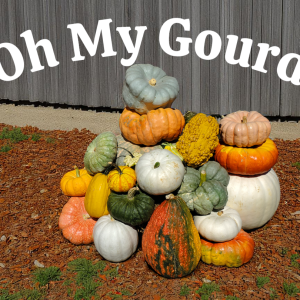 Oh, My Gourd!